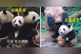 没毕业能去养熊猫吗？连刷2天熊猫花花，我被可爱疯了…图片