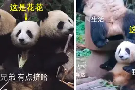 没毕业能去养熊猫吗？连刷2天熊猫花花，我被可爱疯了…图片