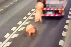 8头年猪高速隧道内跳车逃跑：后车紧急闪避 养护人员上路抓猪图片