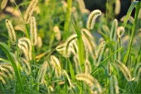 “狗尾巴草”其实是个宝，用它来煮水喝，或能帮助解决这4个问题图片