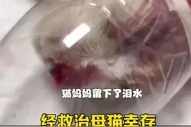 热搜榜“骆驼被棒打下跪求饶”事件，揭开了人性最丑陋的一面图片