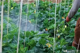 红糖酵母液这样配制，搭配两物喷洒蔬菜，促进开花坐果提高产量图片