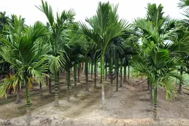 槟榔树虫害如何除去？图片