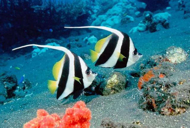 五彩缤纷,色彩绚丽,姿态万千,种类繁多的海洋鱼类是那么的靓丽
