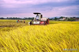 带头大包干的小岗村分田单干为什么“20年未迈进富裕门”图片