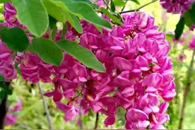 槐香飘远季节，紫色的槐花能吃吗？图片