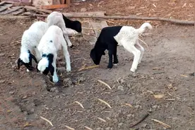 养羊过程中，常见的十五种羊病，以及对应的发病症状图片