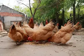 土鸡和饲料鸡都有啥不同?图片