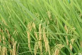 水稻种子什么品种好？图片