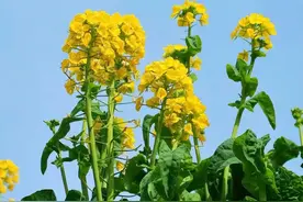 人一旦做出背叛行为，就会“上瘾”图片