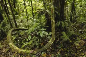 亚马逊雨林有多可怕？丛林十种动物与世隔绝，十米长蛇真的存在吗图片
