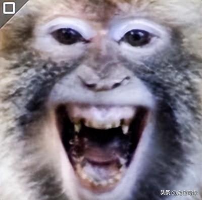 专业人士警告：不要去逗狒狒或猴子，无论是在动物园还是野外