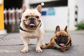 法国斗牛犬年龄表：你家法牛相当于人类几岁？图片