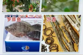 茂名4镇入选！首批国家农业产业强镇名单出炉！图片