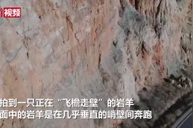 实拍岩羊“飞檐走壁”图片