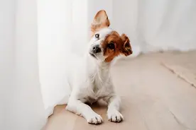 狗能预知“主人回来了”的理由是什么?判断是否回家的4个要素图片