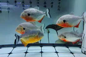 困水时间不能超过两天，鱼缸里的水也是两天一换吗？有没有细菌？图片