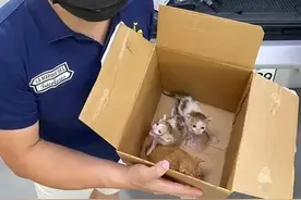 从车底救下一窝三花猫，朋友却说：这猫40万只里仅有1只图片