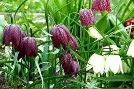 药材名称—贝母图片