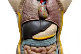 脏腑与皮肤的联系图片