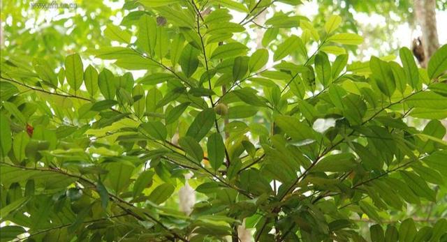 调料中的草蔻、白豆蔻、肉蔻是哪些植物的果实
