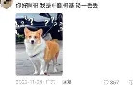 主人晒出长腿柯基…网友震惊：是谁改变了强大的短腿基因？图片