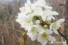 【山西榆次 薛有毅】原创//七律·梨花图片
