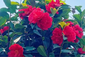 四季不败的茶花，要想花量更大，叶子绿油油，就得这么养图片