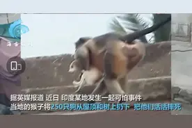 因一只幼崽被咬死，屠尽全村250条狗？猕猴远比你想象的更疯狂图片