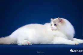 鉴赏品种猫之猫中“仙子”--布偶图片