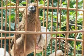 画眉斗鸟的挑选，你知道吗？图片