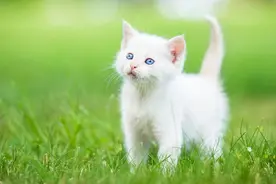 为什么猫咪交配时，公猫要死死咬住母猫的后颈？母猫的声音太凄惨图片