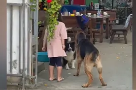 海南女孩因邻居家狗子在门口撒尿，携自家德牧上门理论，场面爆笑图片
