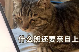 哭诉：养“狸花猫”半年后，我开始讨厌猫了！图片