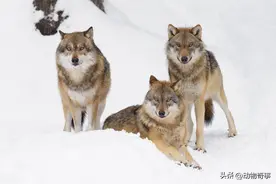 狡猾狼群，趁着风雪屡屡偷袭羊群，老伯说：只能给它们换换头狼了图片
