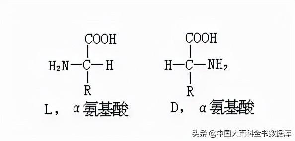 氨基酸的呈味特性造就了食物的鲜美味道