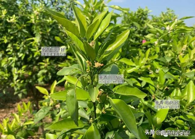 干货来啦！不同柑橘品种的一保药剂方案分享