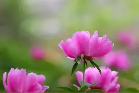 除夕写给最爱的人：想你，念你，一生不变图片