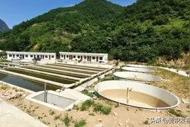 麦积区东岔镇大沟里村：发展冷水鱼养殖产业 助推乡村振兴图片