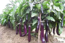 茄子不能和什么蔬菜一起种植？种植茄子要注意什么？看完就明白了图片