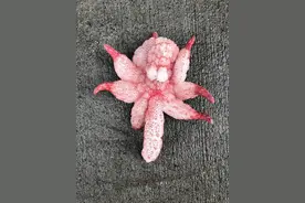 涨知识了，42件网络热门神秘物品鉴定图片