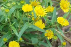 每日学中药——野菊花图片