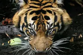 老虎交配时，为什么会陷入一场打斗？知道真相后心疼母老虎图片