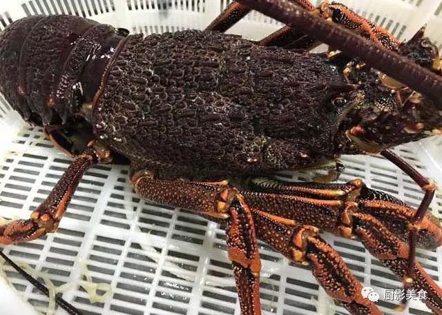 40头的花胶是几级 2025年花胶40头是什么意思?