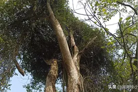 湖南发现了一棵五百年的黄檀树，被铁丝藤缠死了图片