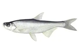 淡水鱼中“白美富”——翘嘴鲌，为何称为大白刁？图片