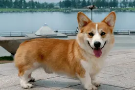 全面介绍各种名犬，看看哪个犬种适合您-柯基篇图片