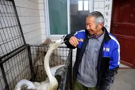 15年大爷放羊捡到受伤“大鹅”，养了13天，发现这哪是鹅？是宝贝图片