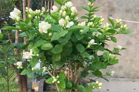 盆栽茉莉花，新手牢记“6不能”，开花不难，开爆盆更不难图片