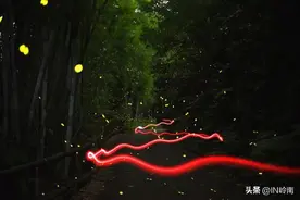最浪漫的夏夜，来黄埔偶遇夜空中的小精灵！图片